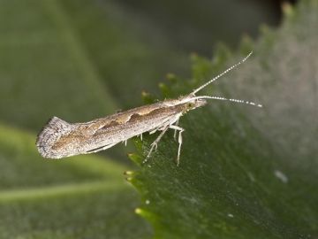 Polilla moteada o 'polilla de Darwin' Polilla moteada o 'polilla de Darwin'