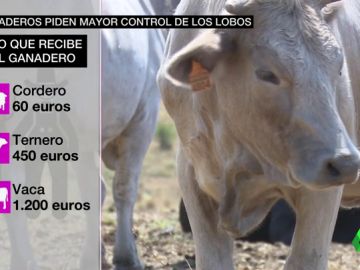 AMENAZA LOBOS AMENAZA LOBOS