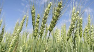 Cultivos de trigo