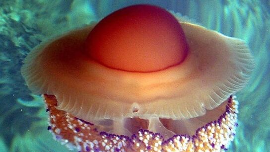 Ejemplar de Rhizostoma Pulmo, llamada com&uacute;mente medusa 'huevo frito' 