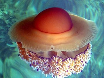 Ejemplar de Rhizostoma Pulmo, llamada comúmente 'huevo frito' Ejemplar de Rhizostoma Pulmo, llamada comúmente 'huevo frito'