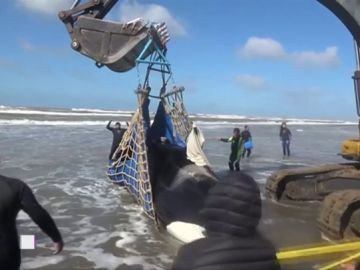 En tres días han aparecido cinco orcas varadas en la costa atlántica argentina En tres días han aparecido cinco orcas varadas en la costa atlántica argentina