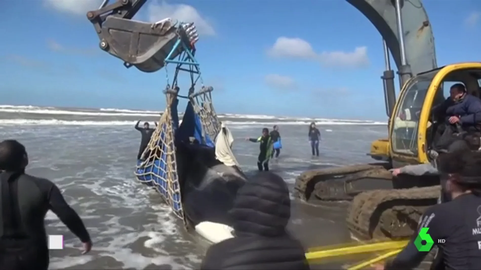En tres días han aparecido cinco orcas varadas en la costa atlántica argentina