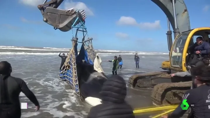 En tres días han aparecido cinco orcas varadas en la costa atlántica argentina