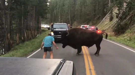 Un turista provoca a un bisonte en el parque natural Yellowstone Un turista provoca a un bisonte en el parque natural Yellowstone