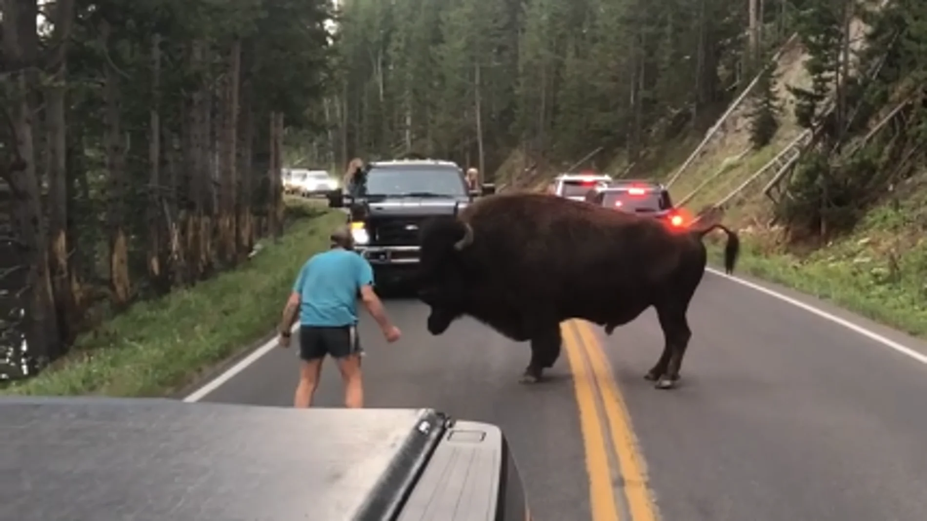 Un turista provoca a un bisonte en el parque natural Yellowstone