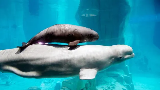 Imagen de archivo de la hembra beluga de 20 años, Yulka, nada junto a su cría, Kylu, en el acuario del Oceanogràfic de Valencia Imagen de archivo de la hembra beluga de 20 años, Yulka, nada junto a su cría, Kylu, en el acuario del Oceanogràfic de Valencia