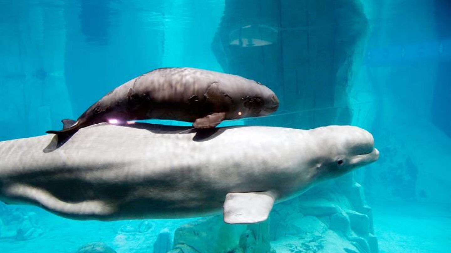 Imagen de archivo de la hembra beluga de 20 a&ntilde;os, Yulka, nada junto a su cr&iacute;a, Kylu, en el acuario del Oceanogr&agrave;fic de Valencia