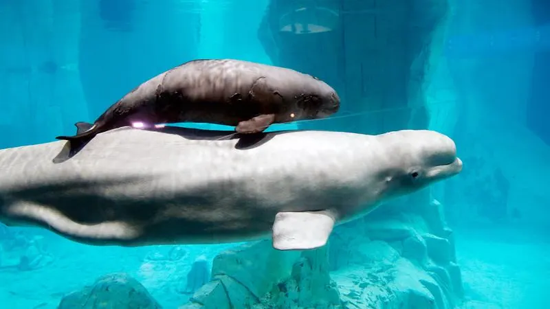 Imagen de archivo de la hembra beluga de 20 años, Yulka, nada junto a su cría, Kylu, en el acuario del Oceanogràfic de Valencia