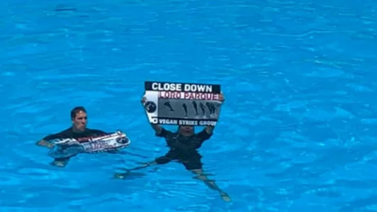 Activistas irrumpen en Loro Parque Activistas irrumpen en Loro Parque