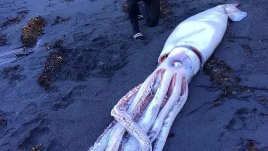 Calamar gigante encontrado en Nueva Zelanda Calamar gigante encontrado en Nueva Zelanda