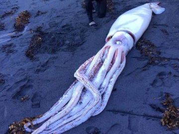 Calamar gigante encontrado en Nueva Zelanda Calamar gigante encontrado en Nueva Zelanda