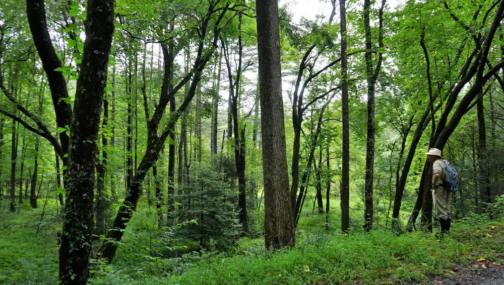 Dupont State Recreational Forest, Carolina del Norte, Estados Unidos