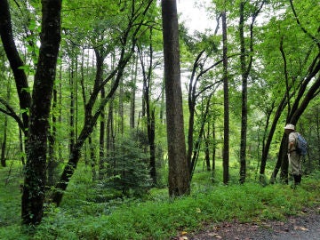 Dupont State Recreational Forest, Carolina del Norte, Estados Unidos