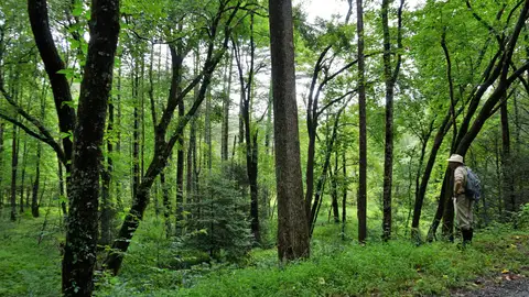 Dupont State Recreational Forest, Carolina del Norte, Estados Unidos ¿Sabes dónde se rodaron las escenas de la exitosa trilogía Los Juegos del Hambre?
