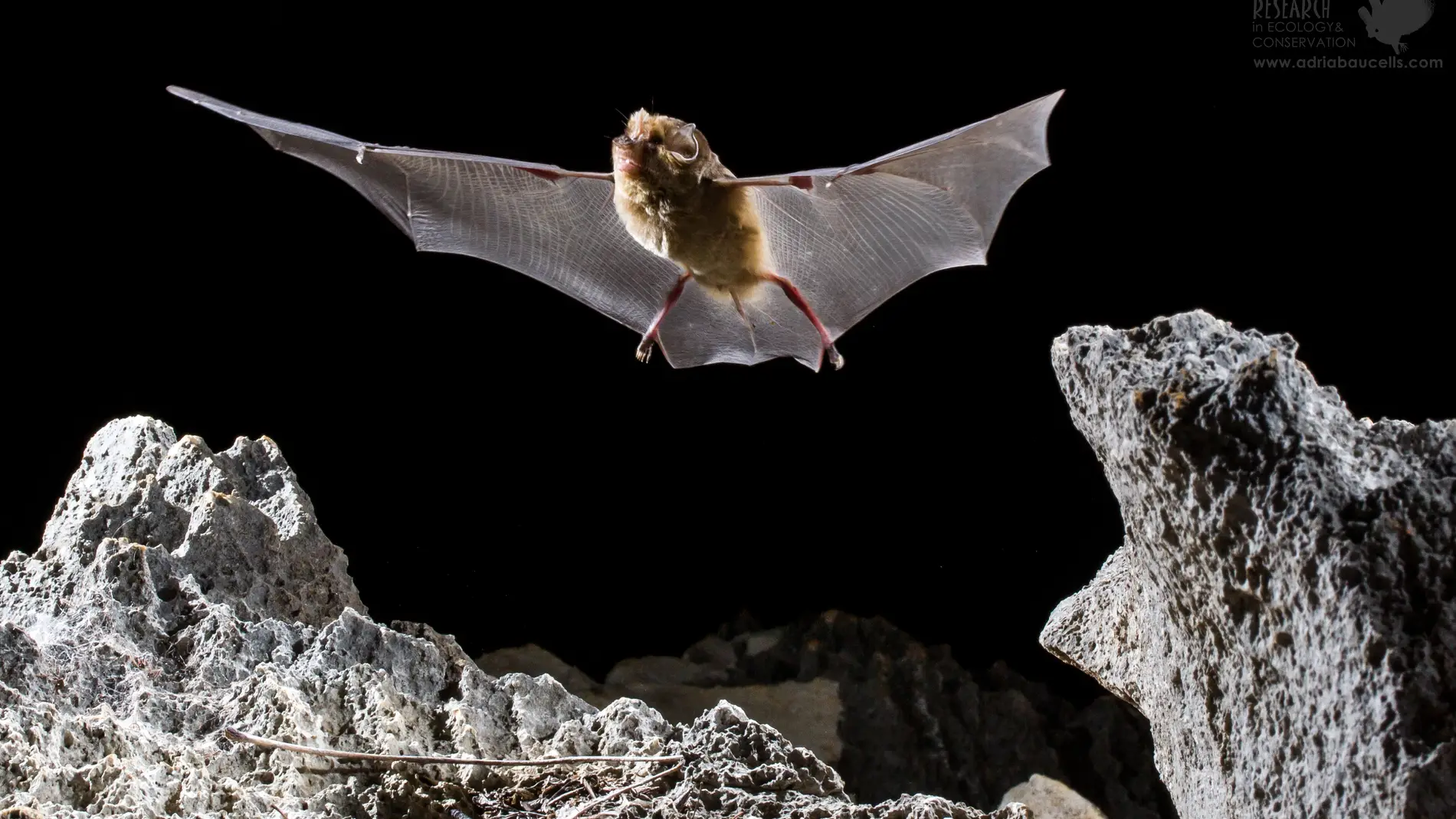 Las cuevas sagradas dejan de ser un refugio para los murcielagos de Madagascar