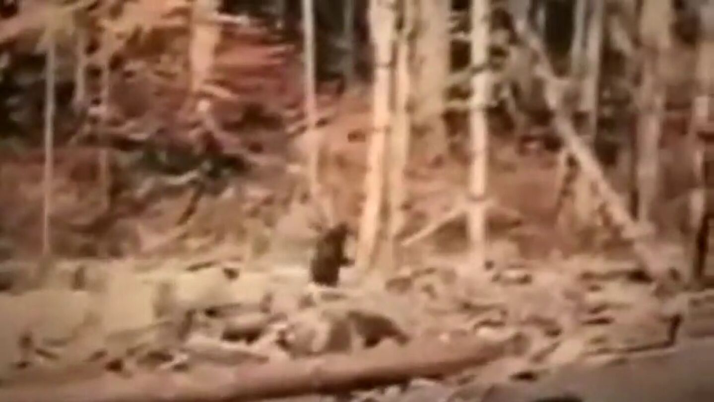 &iquest;Mito o realidad?: Se cumplen 60 a&ntilde;os de la aparici&oacute;n del 'Bigfoot'
