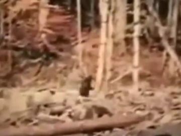 ¿Mito o realidad?: Se cumplen 60 años de la aparición del 'Bigfoot' ¿Mito o realidad?: Se cumplen 60 años de la aparición del 'Bigfoot'