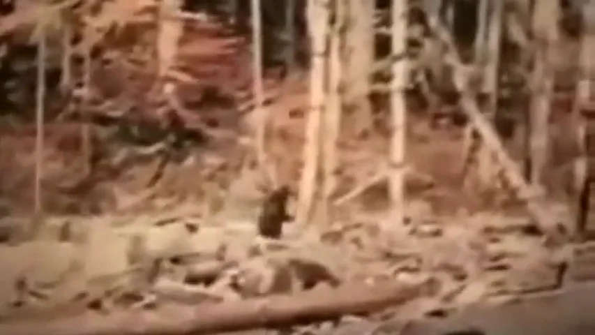 ¿Mito o realidad?: Se cumplen 60 años de la aparición del 'Bigfoot'