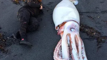 Calamar gigante encontrado en Nueva Zelanda