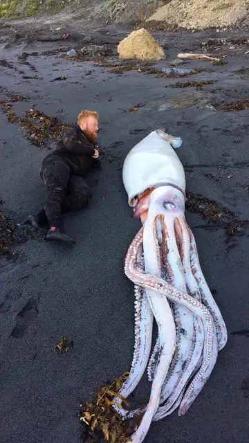Calamar gigante encontrado en Nueva Zelanda Calamar gigante encontrado en Nueva Zelanda