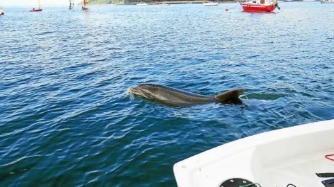 Delfín Zafra que ha provocado el cierre de una playa