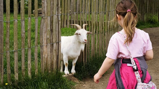 Una niña acercándose a una cabra Una niña acercándose a una cabra