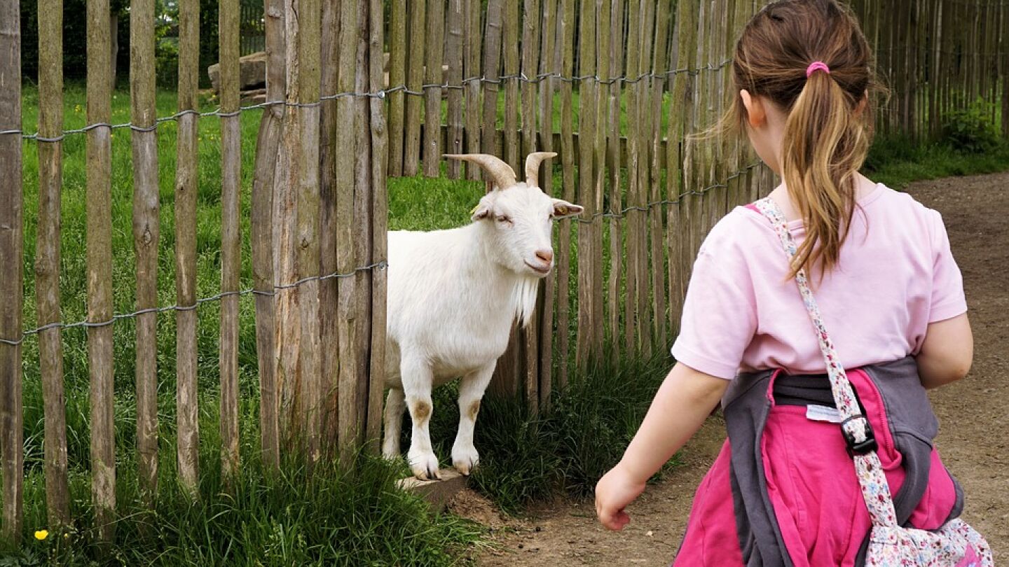 Una ni&ntilde;a acerc&aacute;ndose a una cabra