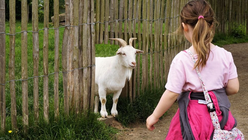 Una niña acercándose a una cabra