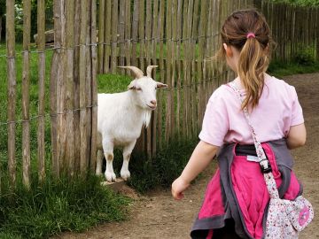 Una niña acercándose a una cabra Una niña acercándose a una cabra