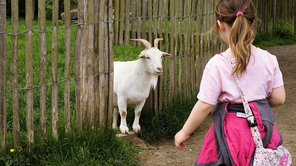 Una niña acercándose a una cabra