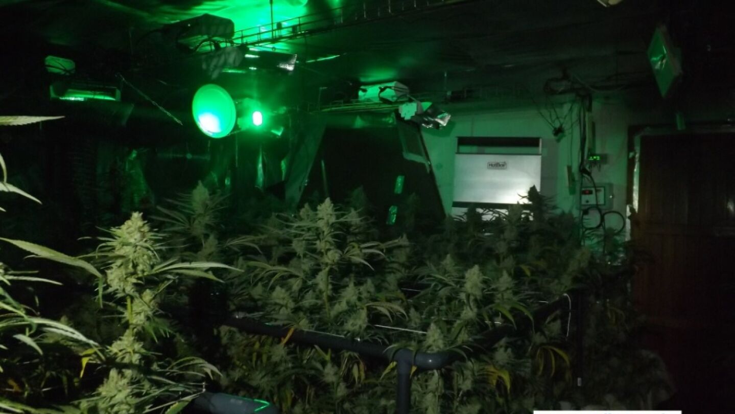 Marihuana incautada en Rellinars, Barcelona