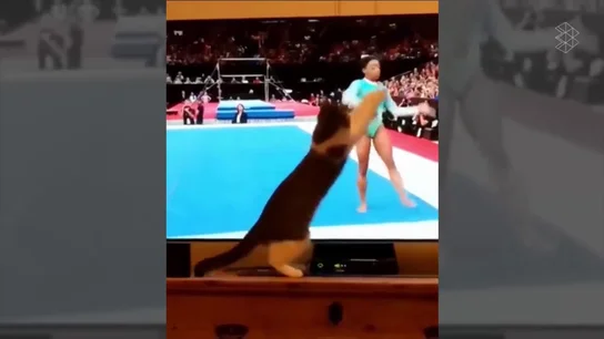 Un gato 'acróbata' que alucina con Simone Biles en la tele Un gato 'acróbata' que alucina con Simone Biles en la tele