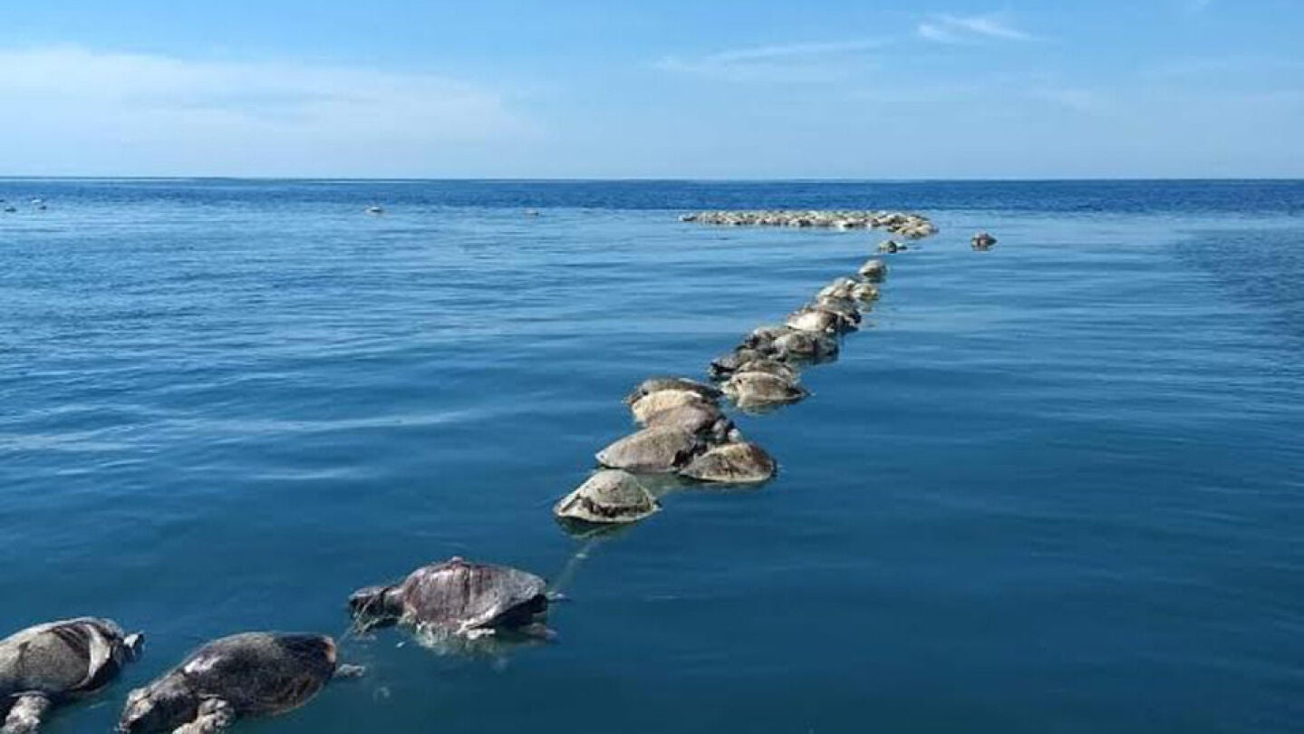Tortugas sin vida flotan sobre las aguas del mar en Puerto Escondido