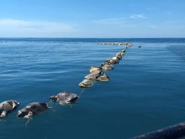 Tortugas sin vida flotan sobre las aguas del mar en Puerto Escondido Tortugas sin vida flotan sobre las aguas del mar en Puerto Escondido