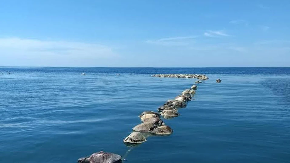 Tortugas sin vida flotan sobre las aguas del mar en Puerto Escondido Tortugas sin vida flotan sobre las aguas del mar en Puerto Escondido