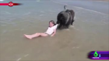 Un perro saca a un niña del agua