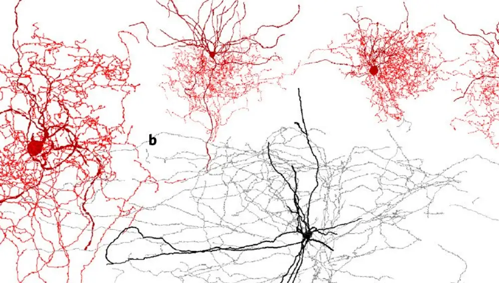 Las neuronas rosa mosqueta han sido descubiertas recientemente 