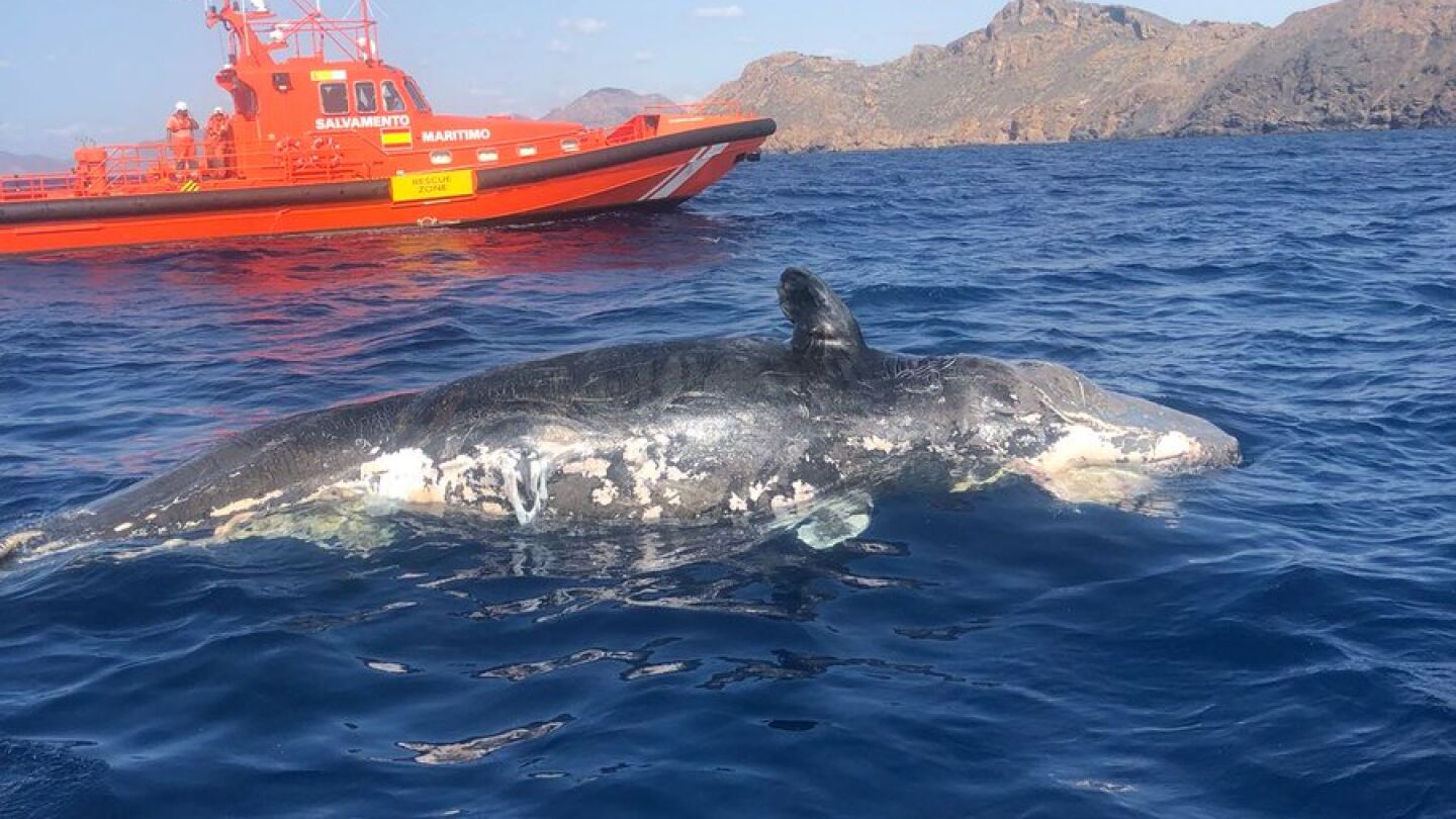 Cruz Roja y Salvamento Mar&iacute;timo encuentran una ballena a la deriva en Murcia