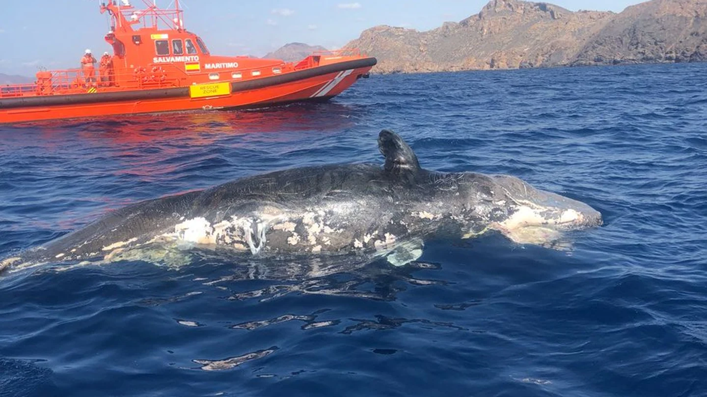 Cruz Roja y Salvamento Marítimo encuentran una ballena a la deriva en Murcia Cruz Roja y Salvamento Marítimo encuentran una ballena a la deriva en Murcia