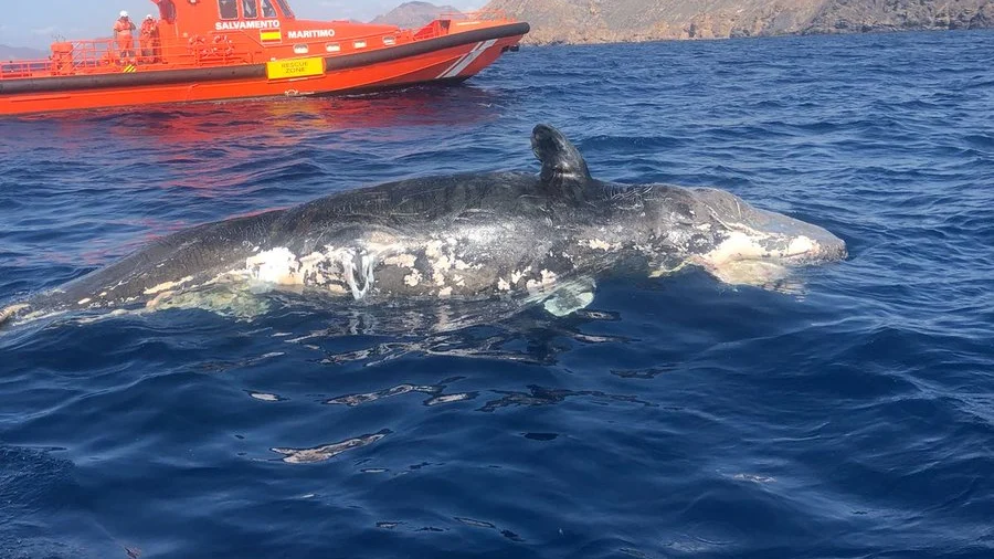 Cruz Roja y Salvamento Marítimo encuentran una ballena a la deriva en Murcia