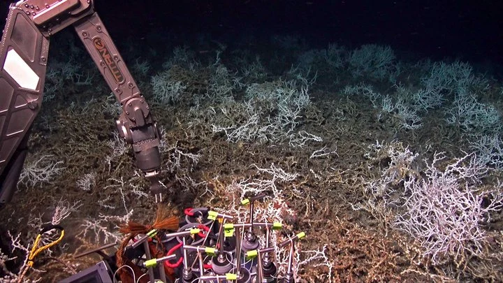 Recogida de muestras del arrecife de coral 