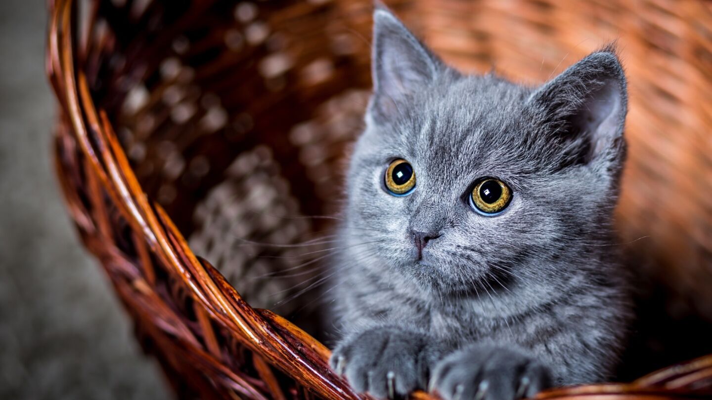 Imagen de archivo de un gato