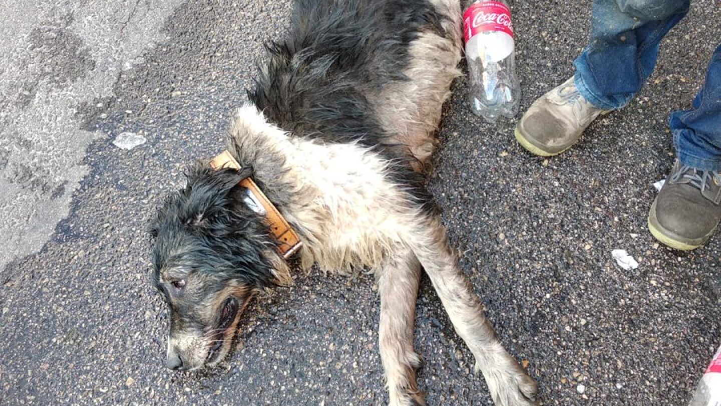 Muere un perro al que su due&ntilde;o encerr&oacute; en su coche y la Polic&iacute;a abre diligencias por maltrato animal