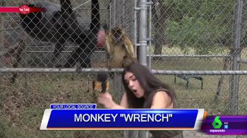 El divertido vídeo de un mono que tira del pelo a una reportera en pleno directo: "¿Viene de la selva de Magaluf?"