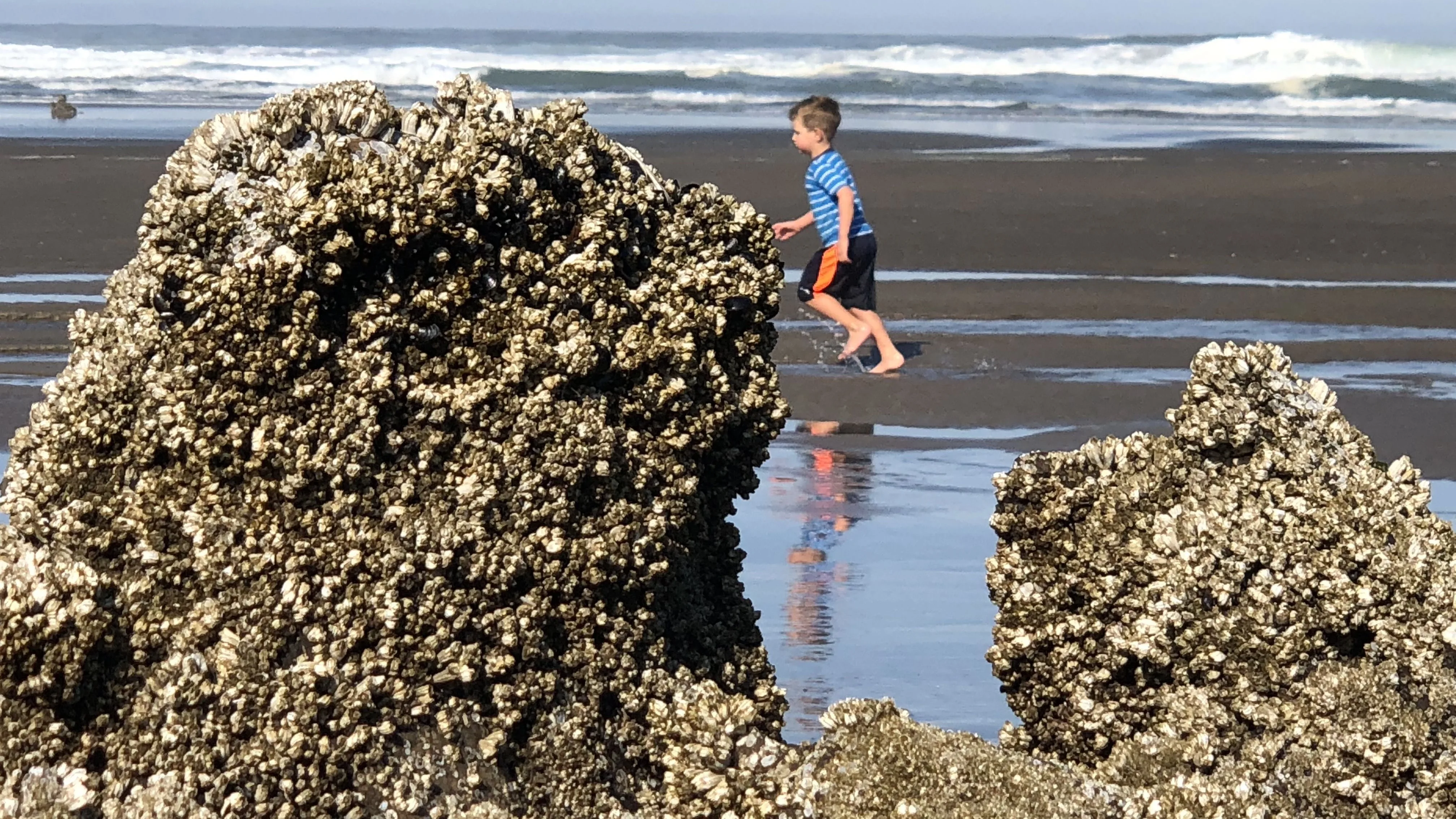 Playa de Oregon, EEUU