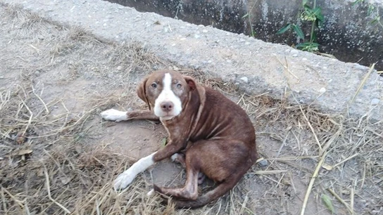 Perro anciano El perro que acompañó al anciano con alzheimer