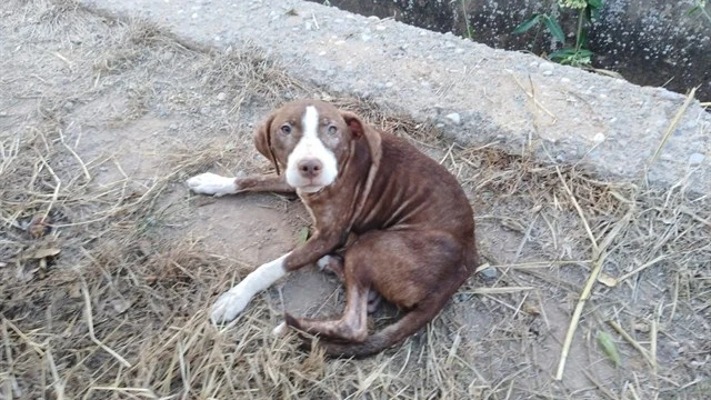 El perro que acompañó al anciano con alzheimer