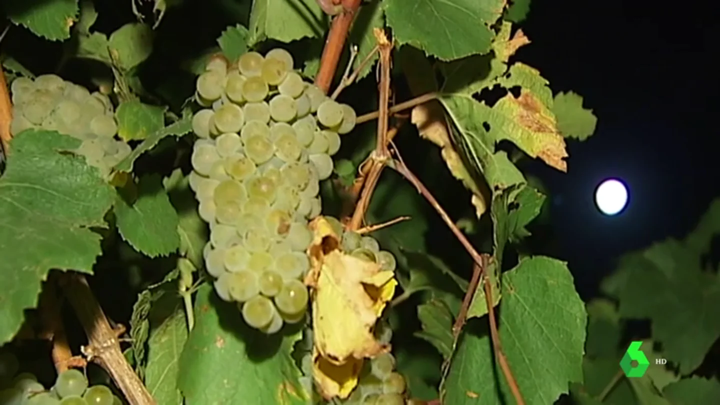 Uva. Recogida de uva nocturna