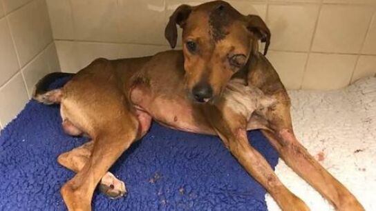 Imagen del perro maltratado